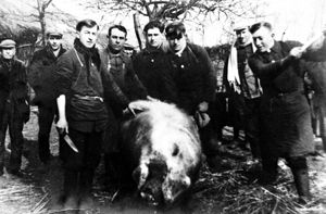 Het slachten van een varken rond 1928